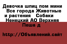 Девочка шпиц пом мини - Все города Животные и растения » Собаки   . Ненецкий АО,Верхняя Пеша д.